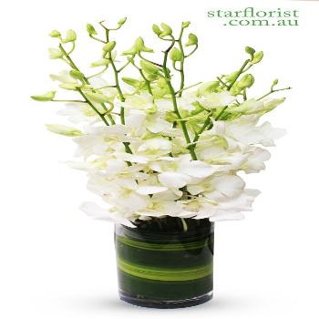 Orchids Fleur