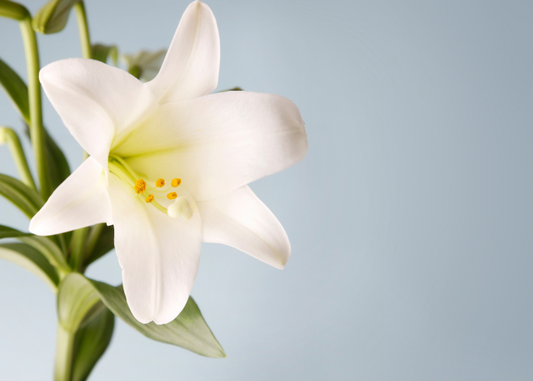 Easter Flowers