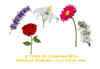 5 Types Of Flowers With Magical Powers – Let’s Explore