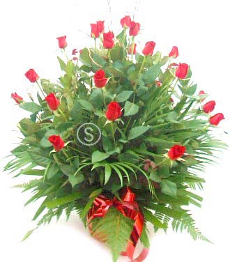 How Do 20 Roses Look 20 Long Stemmed Roses in pot