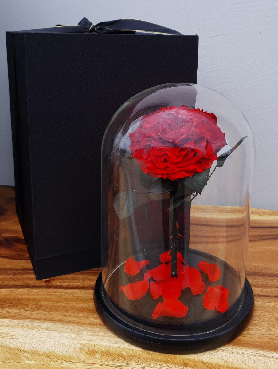 Everlasting Rose Dome with Gift Box