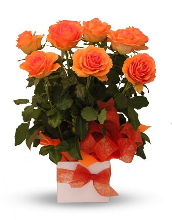 Orange Roses Arrangement