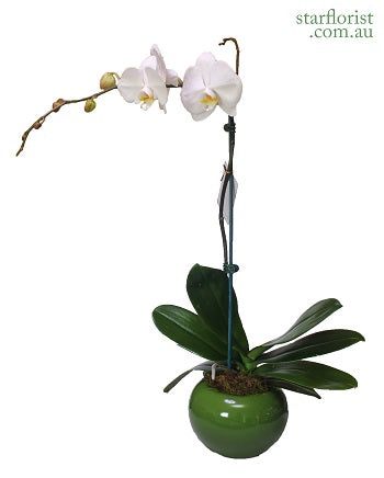 White Phalaenopsis Orchid Plant