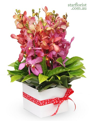 Orchids Box