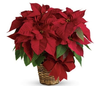 Single Red Poinsettia