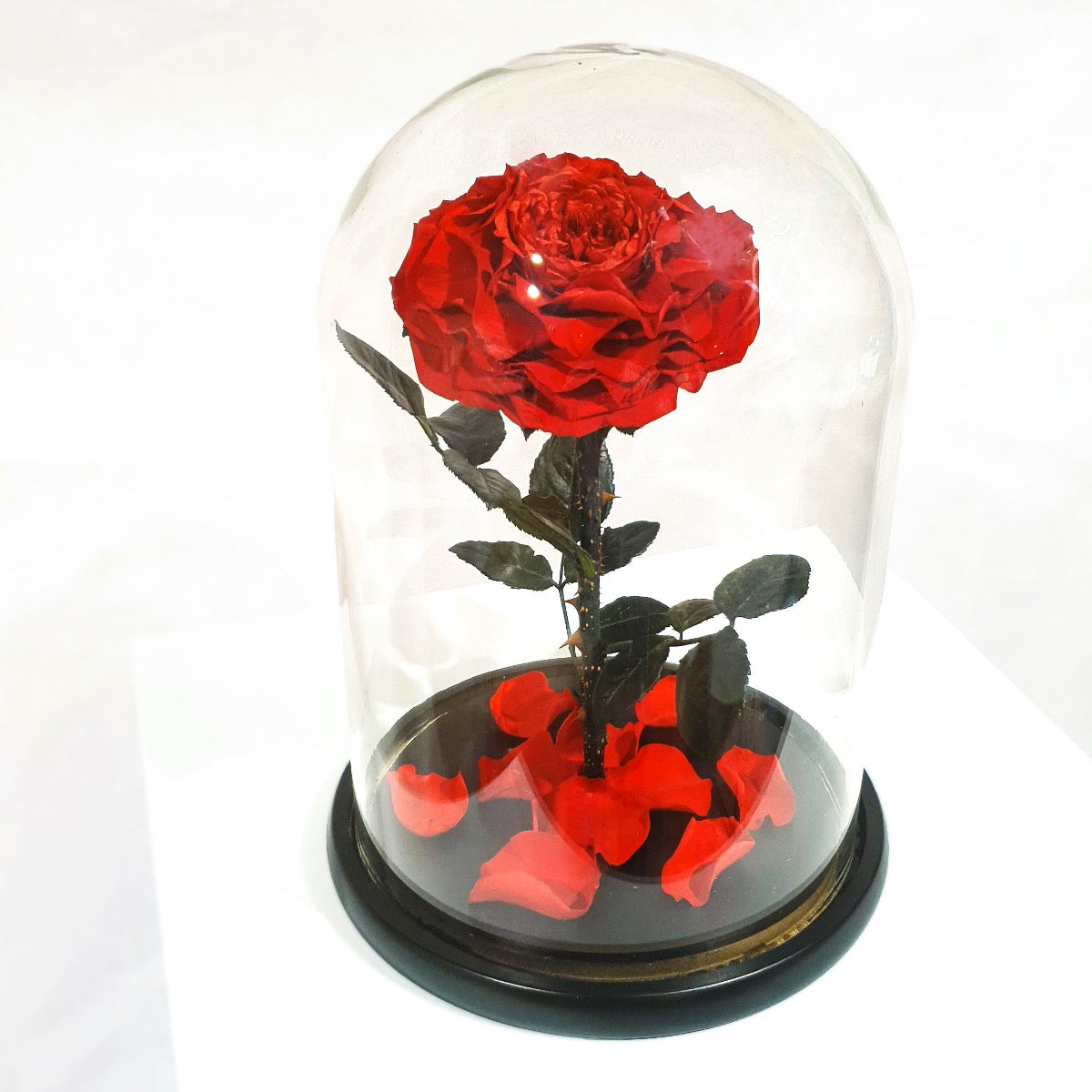 Everlasting Rose Dome with Gift Box